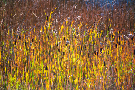 reeds in autumn, closeup of photo, beautiful photo digital pictureの写真素材