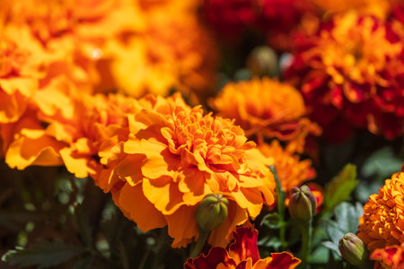 Close-up shot of a group of orange marigold flowers with green leaves.の写真素材