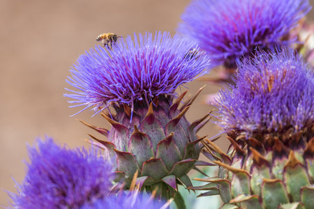 Close-up image of blooming purple cactus flowers with a honeybee collecting nectar.の写真素材