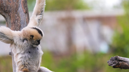 The white-handed gibbon (Lemur catta)の写真素材