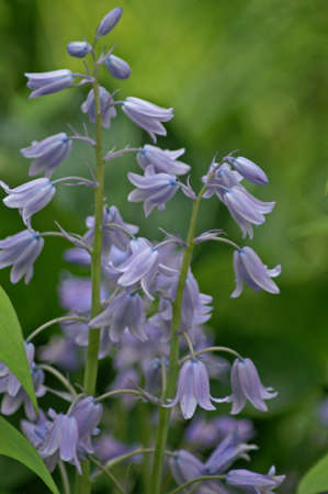 Blue Bellsの写真素材