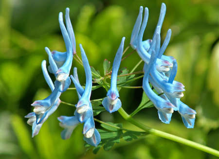 Baby blue flowersの写真素材