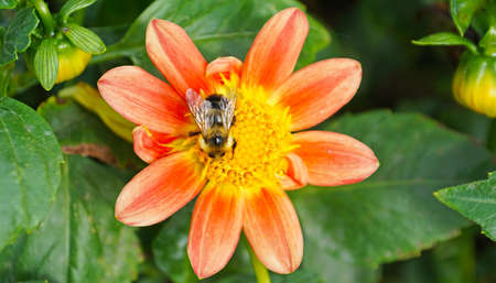 Bee on a Peach flowerの写真素材