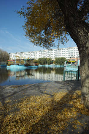 fallen leaves on groundのeditorial素材