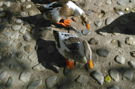 ducks