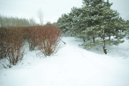 Snow scenery in springの写真素材