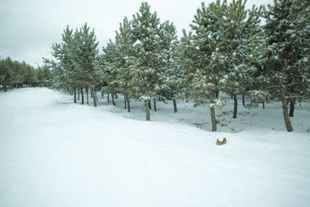 Snow scenery in springの写真素材