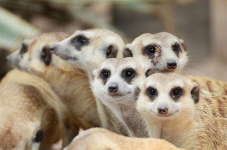 Meerkat s familyの写真素材