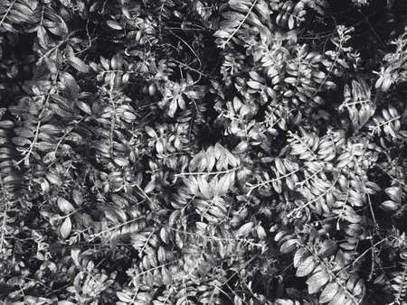 Black and white plants 