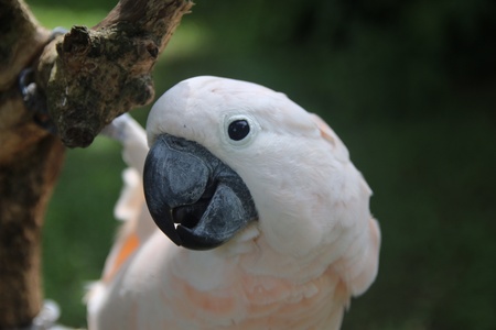 Parrot posing to the camera