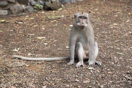 Monkey 