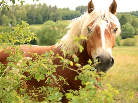 Horse looking at the cameraの素材