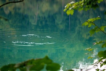 Pine and lake in Bavarian Alps, Germanyの写真素材