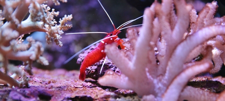 A colorful shrimp taken at the aquarium through glassの写真素材
