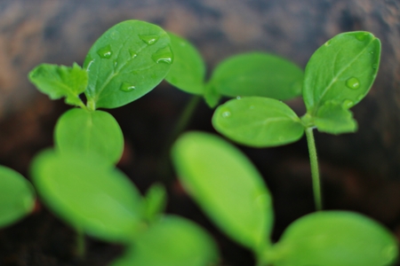 The Young seedlings of cucumbers in tray.の写真素材