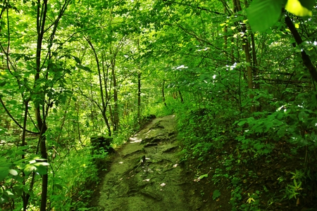 forest trees. nature green wood sunlight backgrounds.