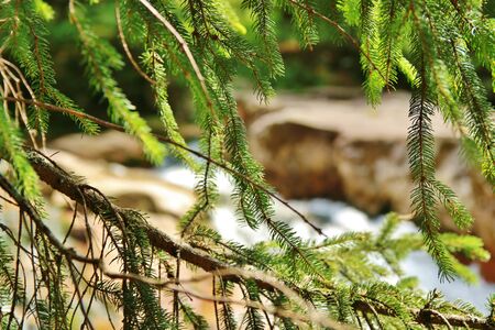 pine branches in forest of Czech Republicの写真素材