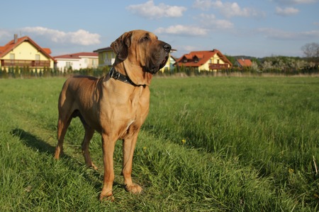 Fila brasileiro next to houses on fieldの写真素材