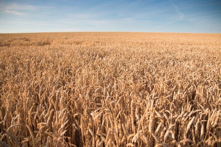 Golden wheat field with blue sky in background, czech republicの写真素材