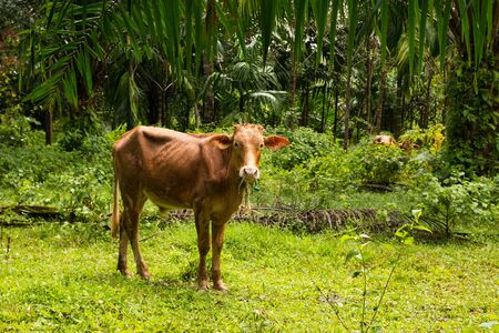 Cow in tropical forest in Phuket, Thailandの写真素材