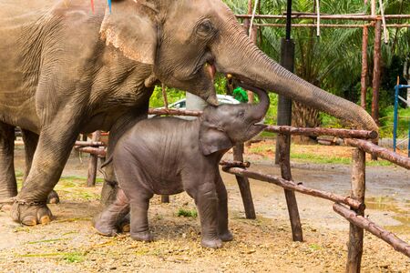 Domesticated Asian elephant mother and baby, Thailandの写真素材