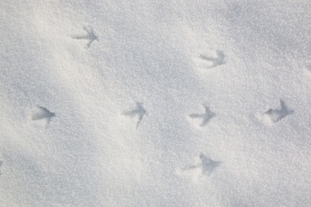 bird footprints in snow, winter nature background