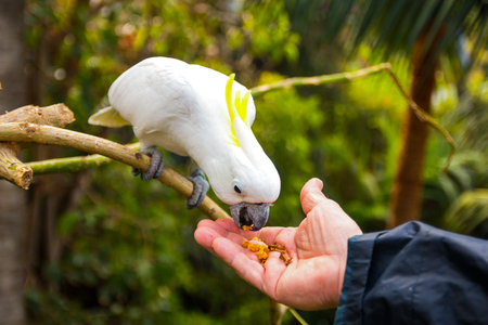 Feeding of White cockatoo in Loro Park in Tenerife, Canary islands, Spainの写真素材