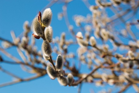 Close up of pussy willows on blue backgroundの写真素材