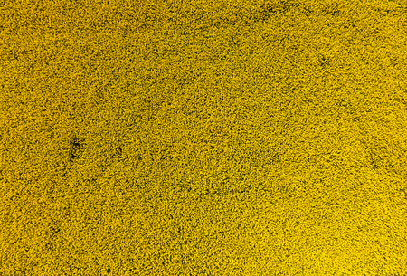 Aerial view of rapeseed in flower, Czech Republicの写真素材