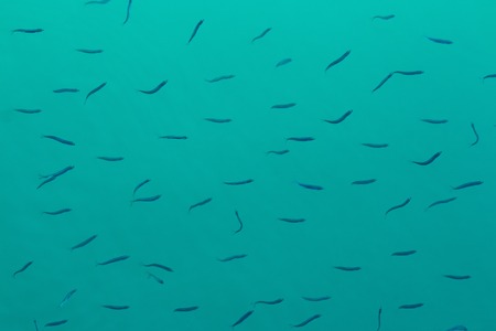 Small fish swim in blue water of the sea. Nature backgraund