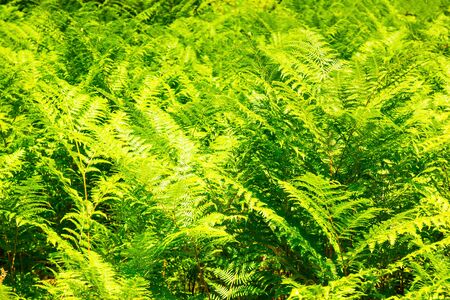 Green leaves of fern as a nature backgroundの写真素材