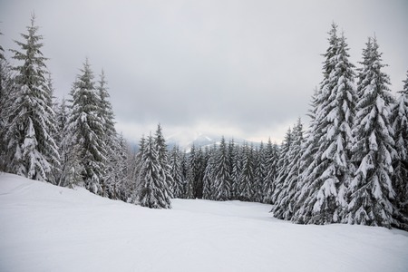 Winter landscape with high spruces and snow in mountainsの写真素材
