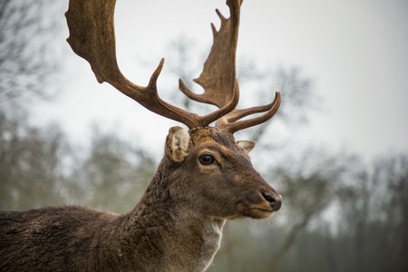 Fallow male deer in the forest, wildlife in Europeの写真素材