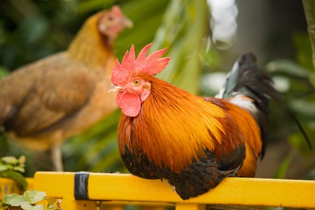 Closeup shot of big colorful roosterの写真素材