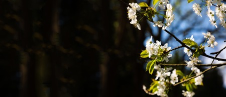 Close-up flowering branches of apple trees in the spring forestの写真素材