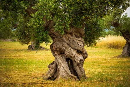 Tree trunk of old olive tree in the Apulia region of Italy