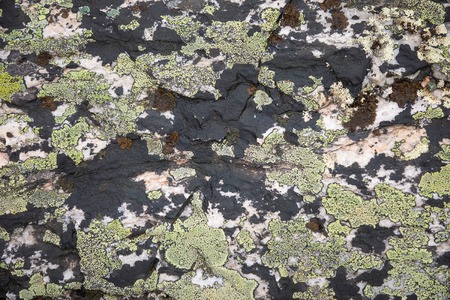 Moss on stone, colorful natural backgroung, Norwayの写真素材