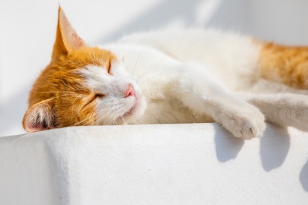 Cat on the streets of Mykonos in Greeceの写真素材