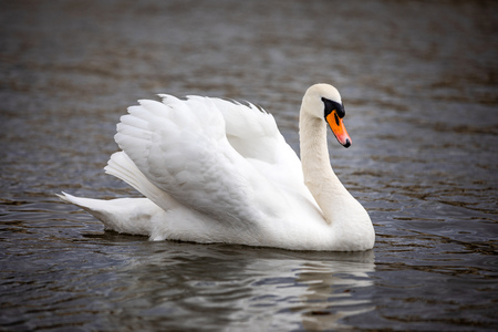 A beautiful white swan swimming on river Vltava in Prague, Czech republic