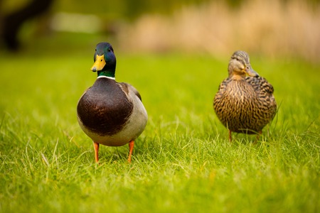 Portrait of wild male duck or mallard or Anas platyrhynchos in the city park on the ground grass in Prague, Czech republicの写真素材