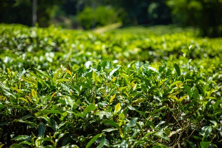 Green tea garden inland island Hainan in Chinaの写真素材