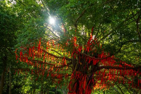 Tree with a lot of small red inscribed wish tapes next to chinese temple, China