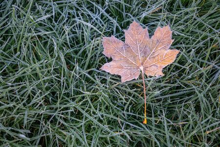 Hoarfrost on green grass and sycamore leaf in autumn time in November, Nature background