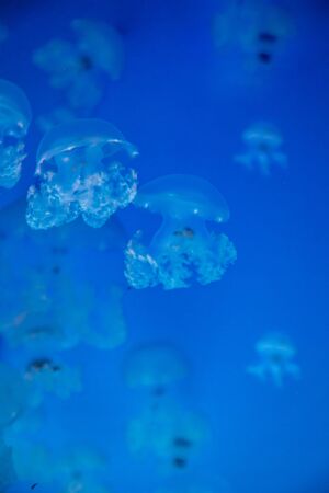 Beautiful jellyfish or medusa in the neon light in aquarium in new opened Prague medusarium in Czech...