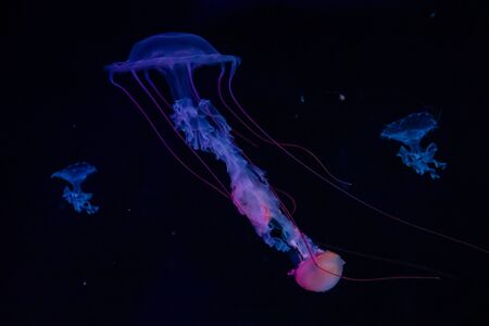 Beautiful jellyfish or medusa in the neon light in aquarium in new opened Prague medusarium in Czech Republicの写真素材