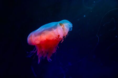 Beautiful jellyfish or medusa in the neon light in aquarium in new opened Prague medusarium in Czech Republicの写真素材