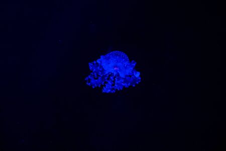 Beautiful jellyfish or medusa in the neon light in aquarium in new opened Prague medusarium in Czech Republicの写真素材