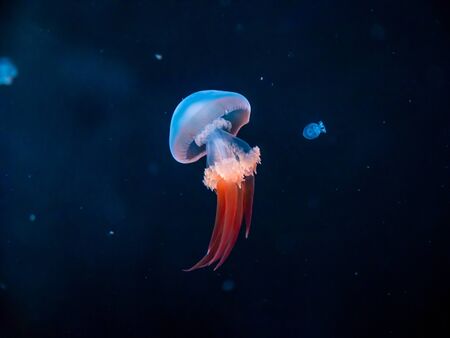 Beautiful jellyfish or medusa in the neon light in aquarium in new opened Prague medusarium in Czech Republicの写真素材
