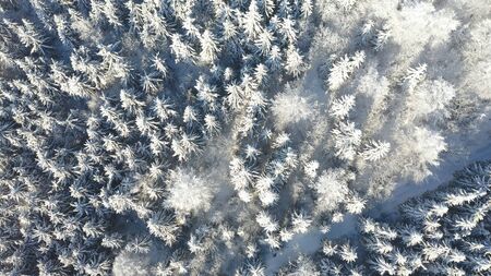 Top view of white spruce trees covered in fresh snow on sunny winter day in mountain next to...