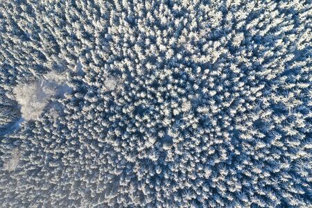 Top view of white spruce trees covered in fresh snow on sunny winter day in mountain next to Liberec, Czech Republicの写真素材